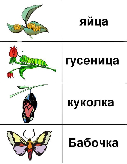 Этапы жизни бабочки в картинках для детей